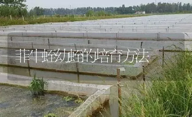 菲牛蛭幼蛭的培育方法 | 特种养殖