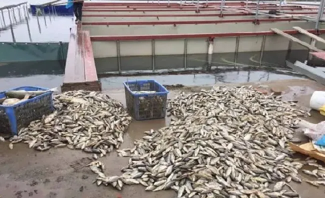 春季放苗前一定要注意防水霉病