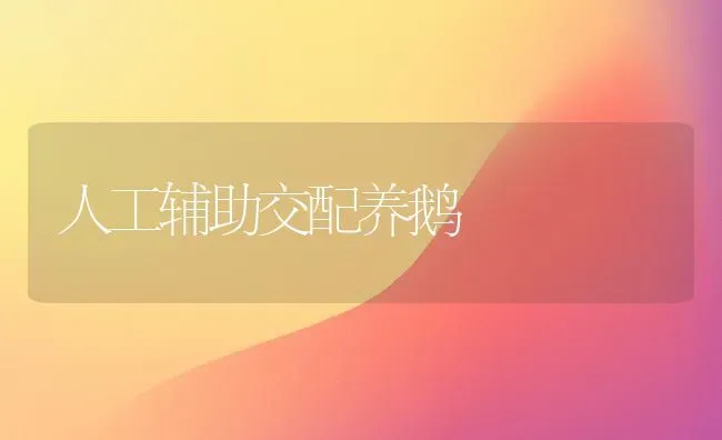 人工辅助交配养鹅 | 家禽养殖