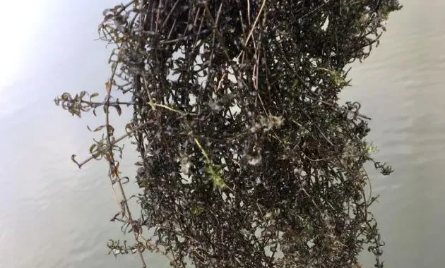 这些池塘管理工作都没做好，你怎么能顺利度过这个高温天？