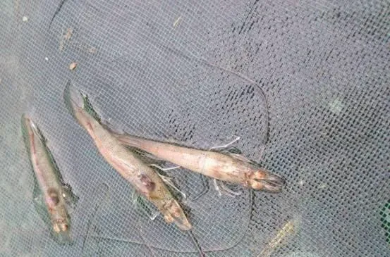 南美白对虾病毒病的临床病症介绍