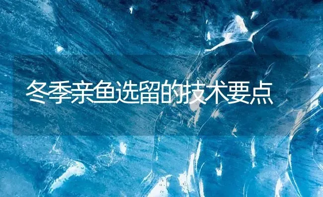 冬季亲鱼选留的技术要点 | 淡水养殖