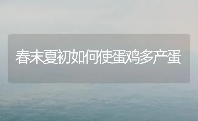 春末夏初如何使蛋鸡多产蛋 | 家禽养殖