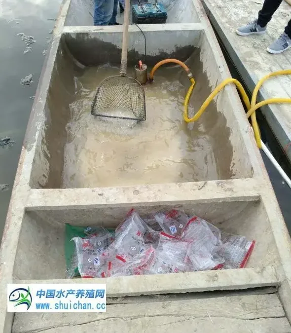 河蟹池塘解毒很重要，针对性解毒更重要