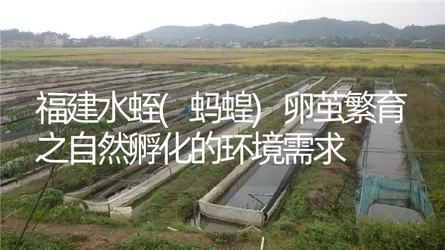 福建水蛭(蚂蝗)卵茧繁育之自然孵化的环境需求 | 特种养殖