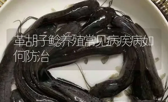革胡子鲶养殖常见病疾病如何防治 | 淡水养殖
