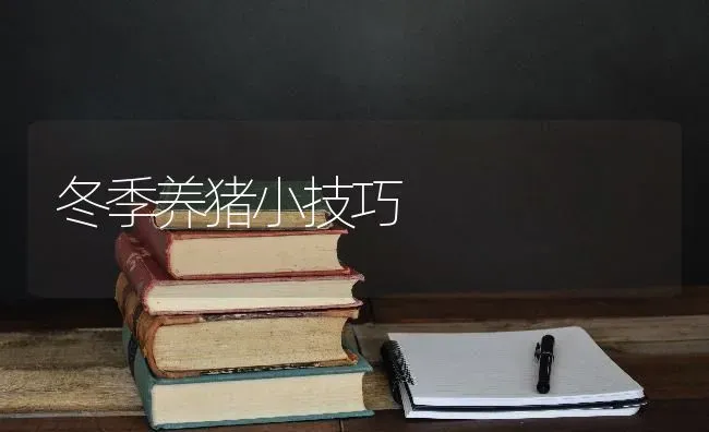 冬季养猪小技巧 | 家畜养殖