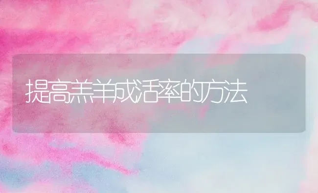 提高羔羊成活率的方法 | 家畜养殖