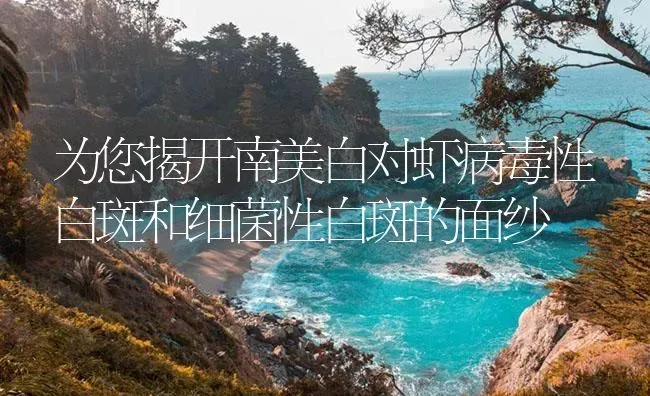 为您揭开南美白对虾病毒性白斑和细菌性白斑的面纱 | 海水养殖