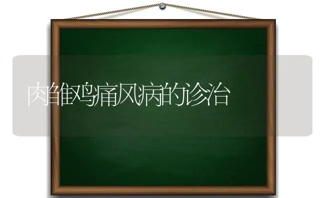 肉雏鸡痛风病的诊治 | 家禽养殖