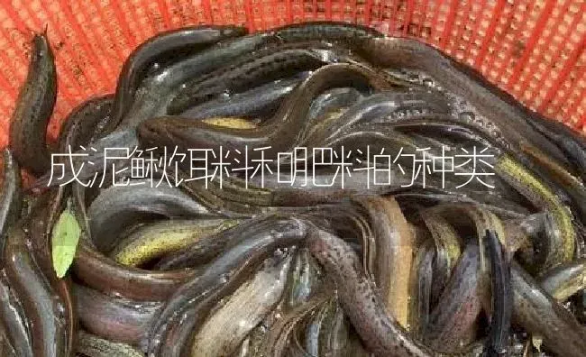 成泥鳅饵料和肥料的种类 | 淡水养殖