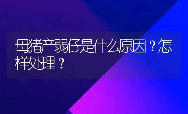 母猪产弱仔是什么原因？怎样处理？ | 家畜养殖