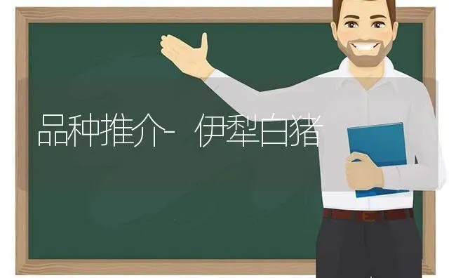 品种推介-伊犁白猪 | 家畜养殖