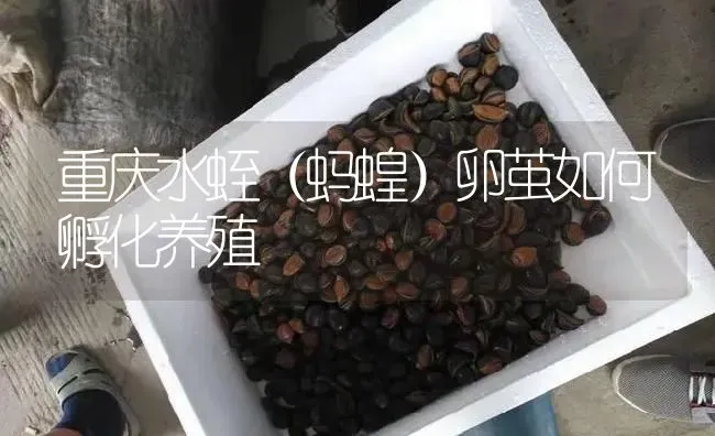 重庆水蛭（蚂蝗）卵茧如何孵化养殖 | 特种养殖