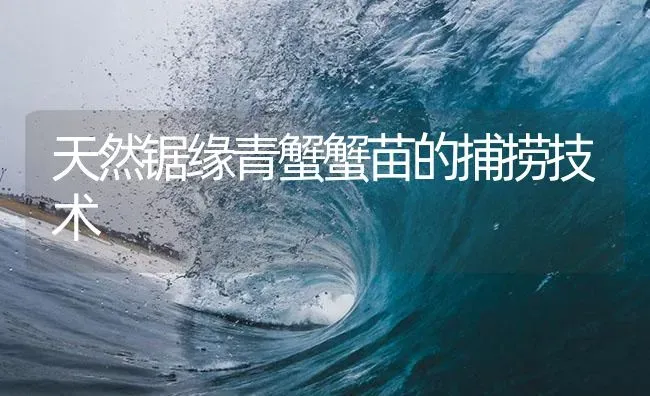 天然锯缘青蟹蟹苗的捕捞技术 | 海水养殖