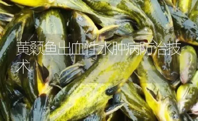 黄颡鱼出血性水肿病防治技术 | 淡水养殖