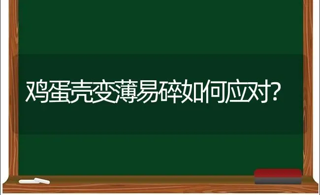 鸡蛋壳变薄易碎如何应对？ | 家禽养殖