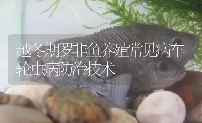 越冬期罗非鱼养殖常见病车轮虫病防治技术 | 淡水养殖