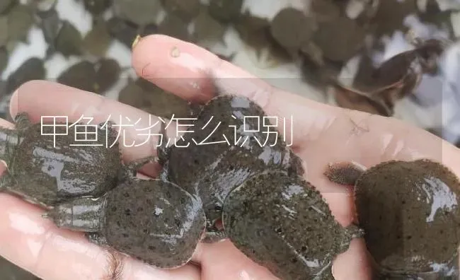 甲鱼优劣怎么识别 | 淡水养殖