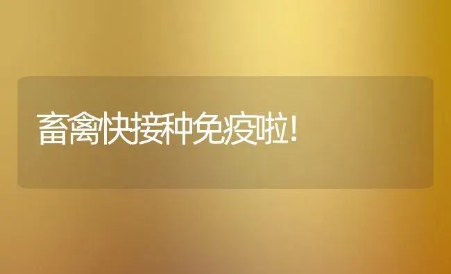 畜禽快接种免疫啦！ | 家禽养殖