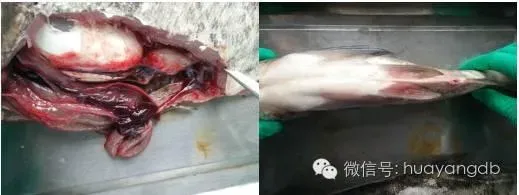 嗜水气单胞菌引起的白鲢细菌性败血症检测经典案例