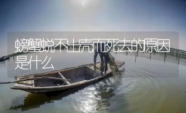 螃蟹蜕不出壳而死去的原因是什么 | 淡水养殖