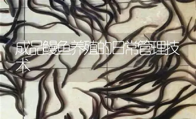 成品鳗鱼养殖的日常管理技术 | 淡水养殖