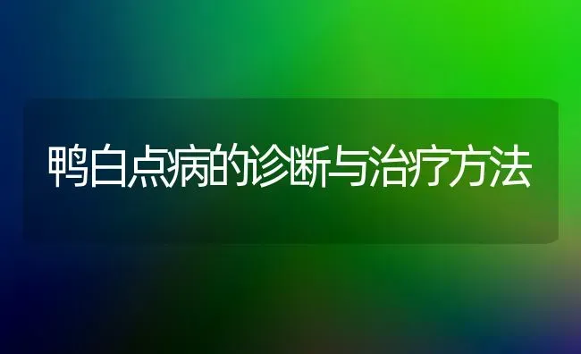 鸭白点病的诊断与治疗方法 | 家禽养殖