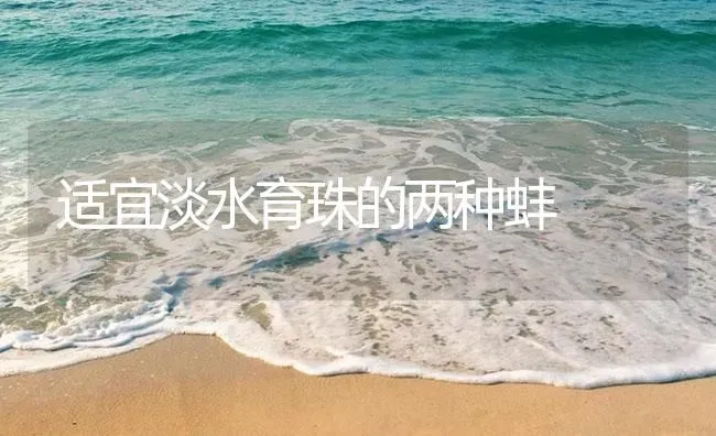 适宜淡水育珠的两种蚌 | 海水养殖