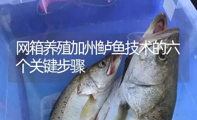 网箱养殖加州鲈鱼技术的六个关键步骤 | 淡水养殖