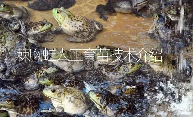 棘胸蛙人工育苗技术介绍 | 特种养殖