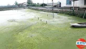 水产养殖户的困惑：为什么池塘的水肥不起来