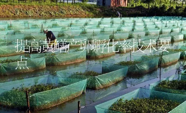 提高黄鳝产卵孵化率技术要点 | 淡水养殖