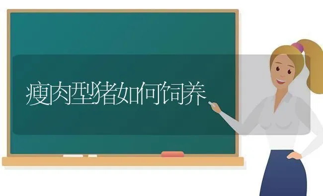 瘦肉型猪如何饲养 | 家畜养殖