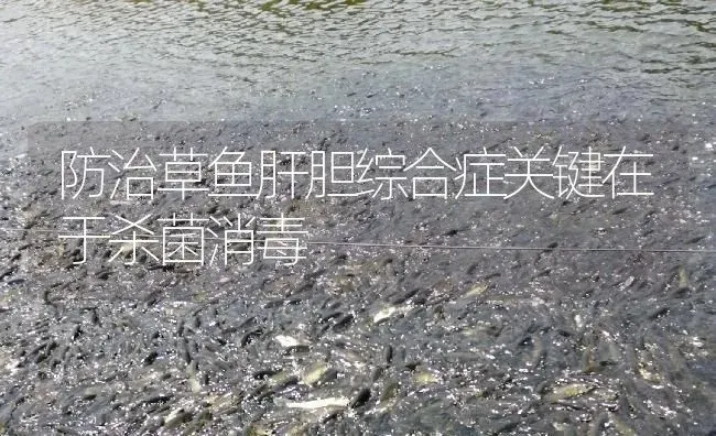 防治草鱼肝胆综合症关键在于杀菌消毒 | 淡水养殖