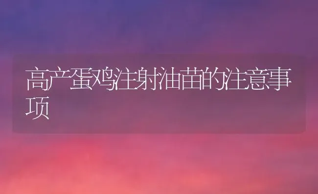 高产蛋鸡注射油苗的注意事项 | 家禽养殖