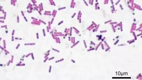 【值得收藏】水产养殖中常用菌种介绍之芽孢杆菌