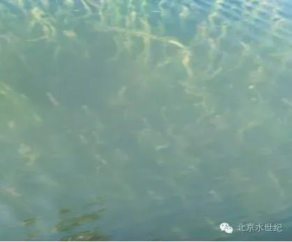 浅谈水产养殖水体的重要指标—总碱度