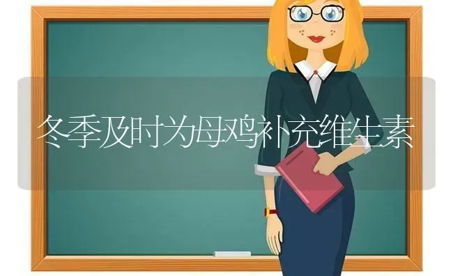 冬季及时为母鸡补充维生素 | 家禽养殖