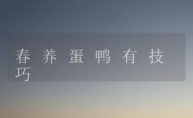 春 养 蛋 鸭 有 技 巧 | 家禽养殖