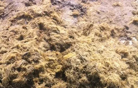 海参夏眠前吐肠化皮原因分析及预防应对方案