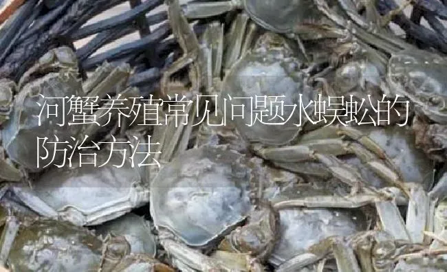 河蟹养殖常见问题水蜈蚣的防治方法 | 淡水养殖