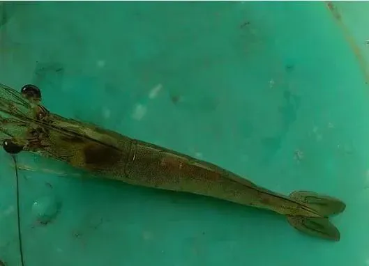 水产杂谈丨论南美白对虾养殖的态度