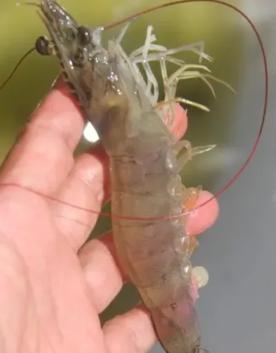 水产杂谈丨论南美白对虾养殖的态度