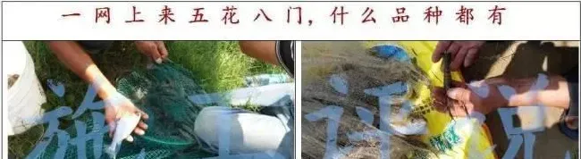 明年南美白对虾就这样养，怎么样？