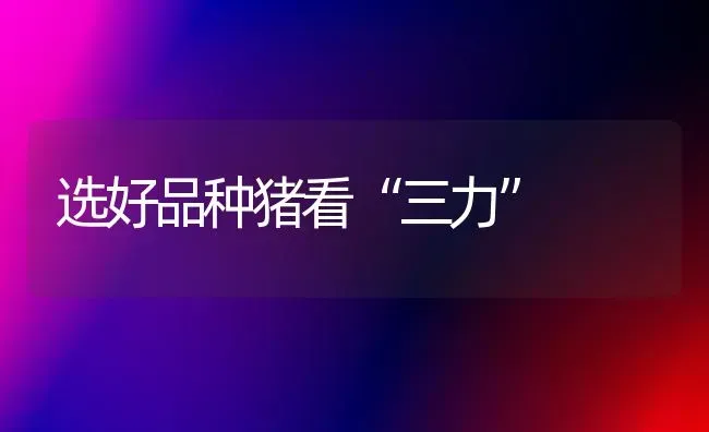 选好品种猪看“三力” | 家畜养殖