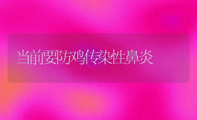 当前要防鸡传染性鼻炎 | 家禽养殖