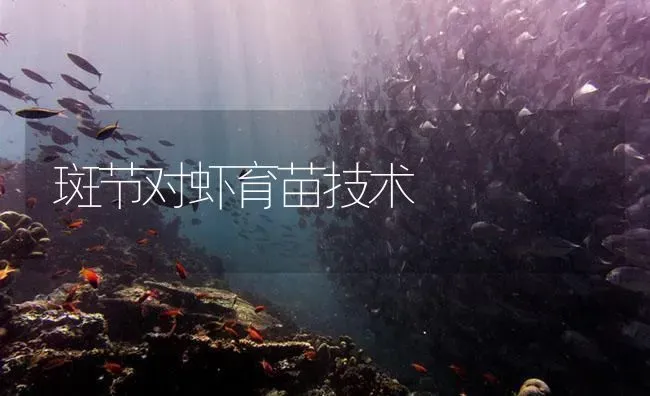 斑节对虾育苗技术 | 海水养殖