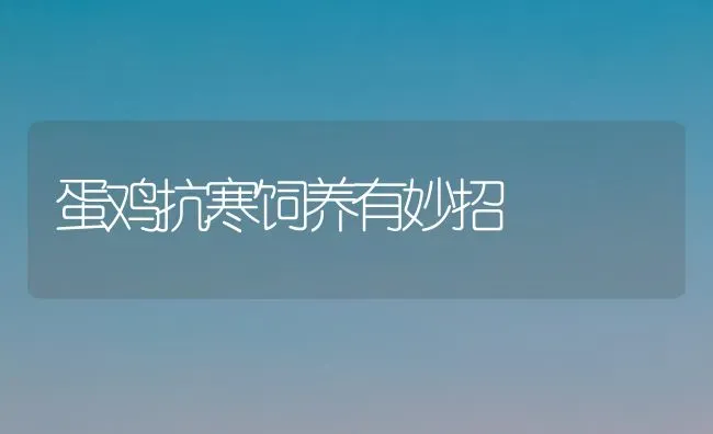 蛋鸡抗寒饲养有妙招 | 家禽养殖