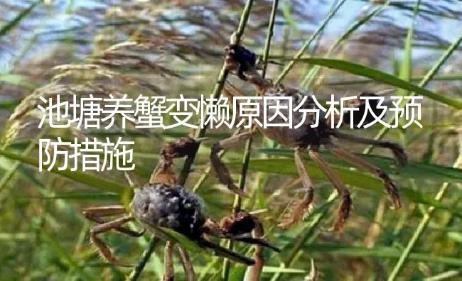 池塘养蟹变懒原因分析及预防措施 | 淡水养殖